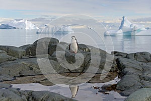Chinstrap penguin on the snow beach in Antarctica with reflection in water