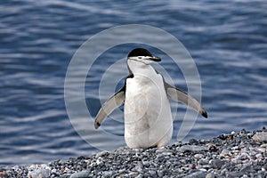 Chinstrap Penguin - South Shetland Islands - Antarctica photo