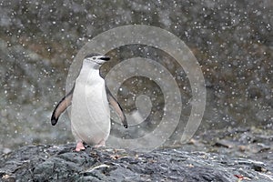 Chinstrap penguin standing on a cliff checking out the snowy weather.