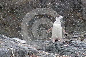Chinstrap penguin standing on a cliff checking out the snowy weather.