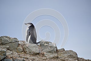 Chinstrap penguin standing on the hillside
