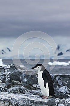 Chinstrap Penguin standing on rocks