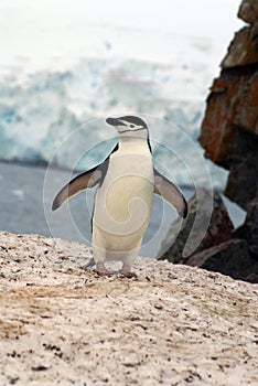 Chinstrap penguin standing on snow in Antarctica