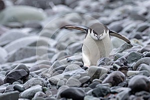 A Chinstrap penguin, strolling on a pebbly beach.