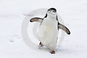 Chinstrap Penguin walking in the snow
