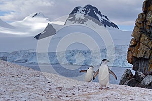 Chinstrap penguin walking on snow in Antarctica