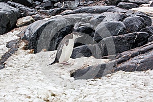 Chinstrap penguin walking in snow on the background of rocks