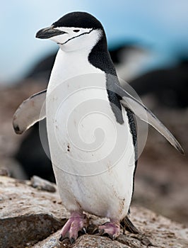 Chinstrap Penguin - Wings Open