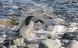 Chinstrap penguinin Antarctica