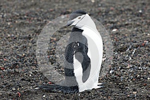 Chinstrap Penguinon lava field