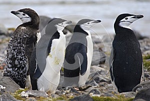 Chinstrap penguins.