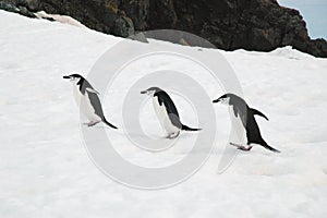 Chinstrap penguins photo