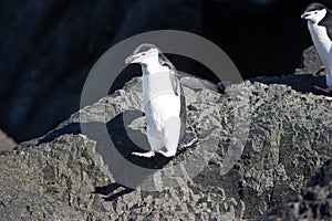 Chinstrap penguins in the Antarctic Peninsula.