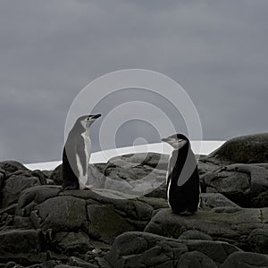 Chinstrap penguins, Antarctica.