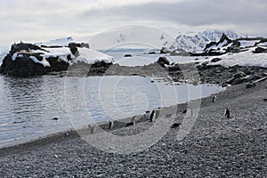 Chinstrap penguins in Antarctica