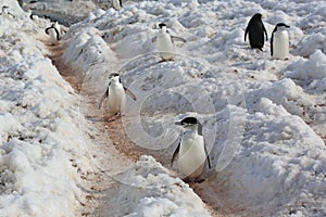 Chinstrap penguins in Antarctica