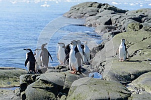 Chinstrap penguins on the beach in Antarctica