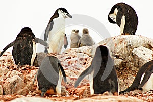 Chinstrap penguins with chicks, Antarctica