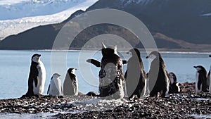 Chinstrap penguins Colony