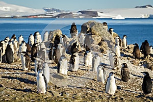 Chinstrap penguins colony
