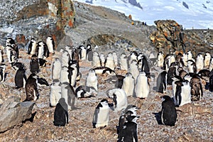 Chinstrap penguins colony members gathered on the rocks, Half Mo