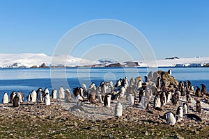 Chinstrap penguins colony members gathered on the rocks, Shetland Islands, Antarctic