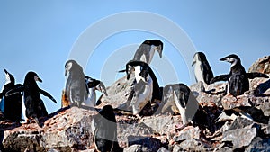 Chinstrap penguins in colony on rocks of Half Moon Island, Antarctic Peninsula