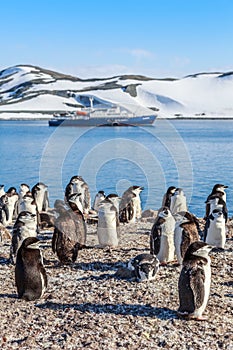 Chinstrap penguins crowd standing on the rocks and touristic cruise ship in the background at South Shetland Islands, Antarctica