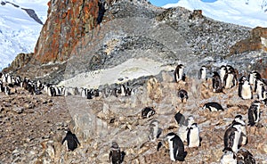 Chinstrap penguins family members gathering on the rocks, Half M