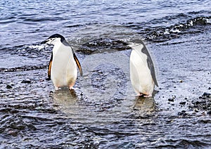 Chinstrap Penguins Frei Station Antarctica