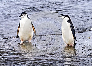 Chinstrap Penguins Frei Station Antarctica