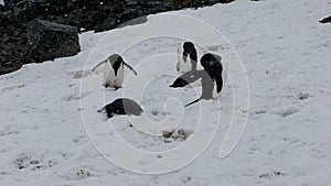 Chinstrap Penguins on Half Moon Island