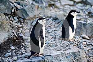 Chinstrap penguins on Half Moon Island, Antarctic Peninsula