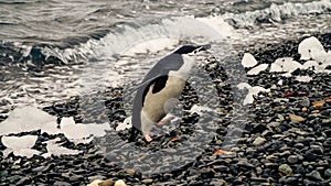 Chinstrap Penguins on Half Moon island in Antarctica.