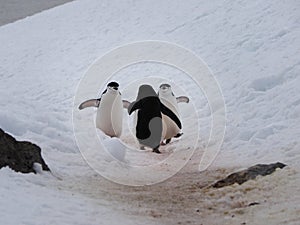 Chinstrap Penguins on Halfmoon Island in Antarctica