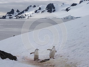 Chinstrap Penguins on Halfmoon Island in Antarctica
