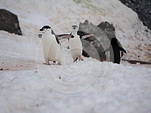 Chinstrap Penguins on Halfmoon Island in Antarctica
