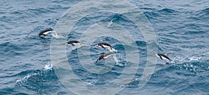 Chinstrap penguins jumping out of the water while swimming in Antarctica.