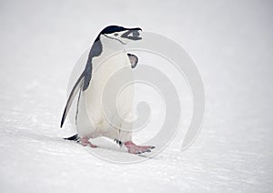 Chinstrap penguins marching, Anarctica