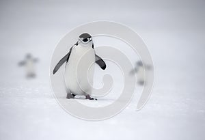 Chinstrap penguins marching, Anarctica