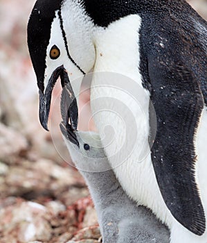 Chinstrap Penguins - Mom and Baby