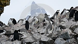 Chinstrap Penguins on the nest