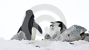 Chinstrap Penguins on the nest