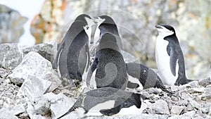 Chinstrap Penguins on the nest