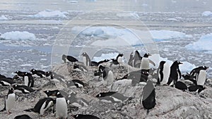 Chinstrap penguins on the nest