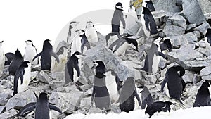 Chinstrap Penguins on the nest