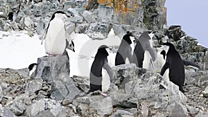 Chinstrap Penguins on the nest