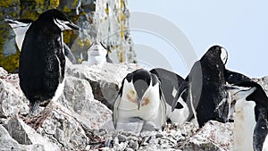 Chinstrap Penguins on the nest