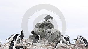 Chinstrap penguins on the nest