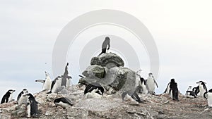 Chinstrap Penguins on the nest